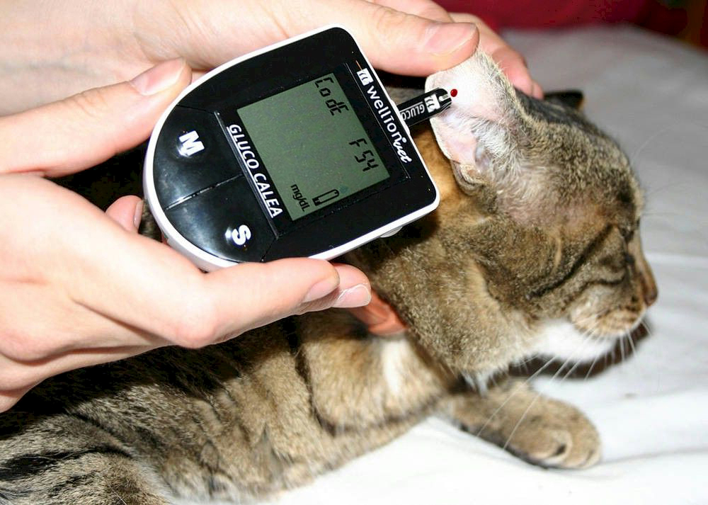 Сахарный диабет у кошек: лечение, симптомы,  диета, корм | zoosecrets