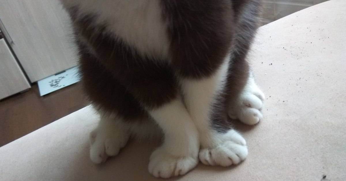 Кот хромает на переднюю или заднюю лапу: что делать. шотландская кошка хромает: причины и лечение