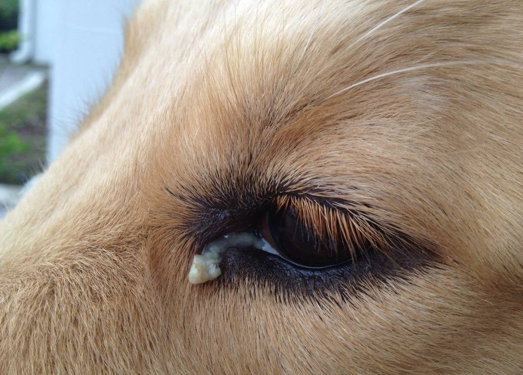 Горячий нос у собаки: что это значит, причины
