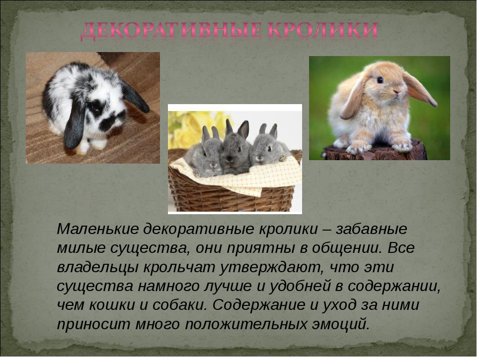 Карликовый хотот - маленький белый кролик с черными глазками