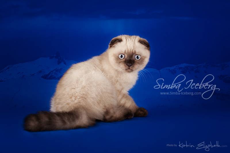 Фотографии 6 таинственно красивых сиамских кошек и котят