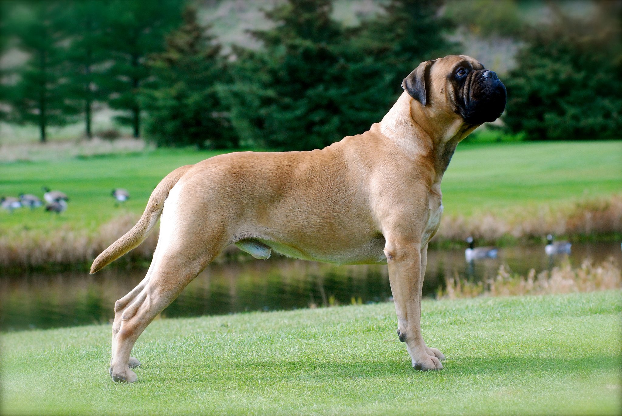 Топ-10 самых красивых пород собак в мире: рейтинг на фото