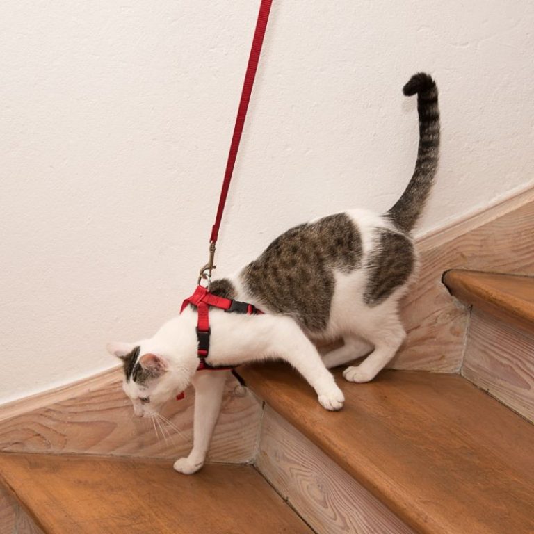Как правильно одеть шлейку на кошку: пошаговое фото