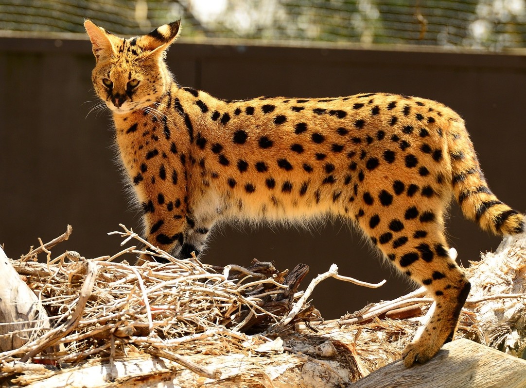Сервал (африканская кошка): описание породы и характера, фото