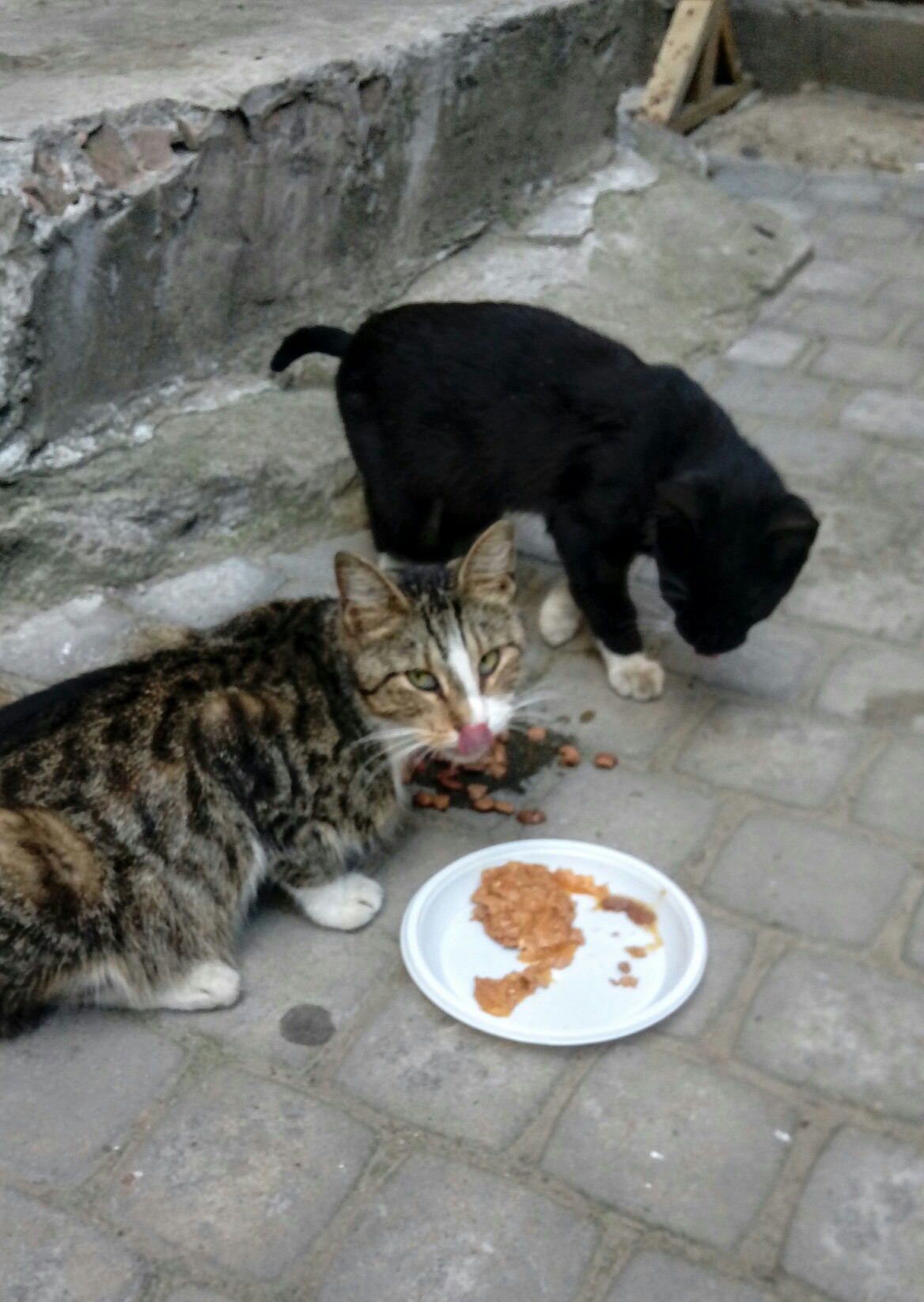 Как избавиться от бездомных котов и кошек