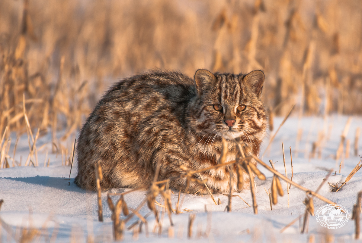Дальневосточный лесной кот (амурский): как выглядит, фото, среда обитания, содержание в неволе