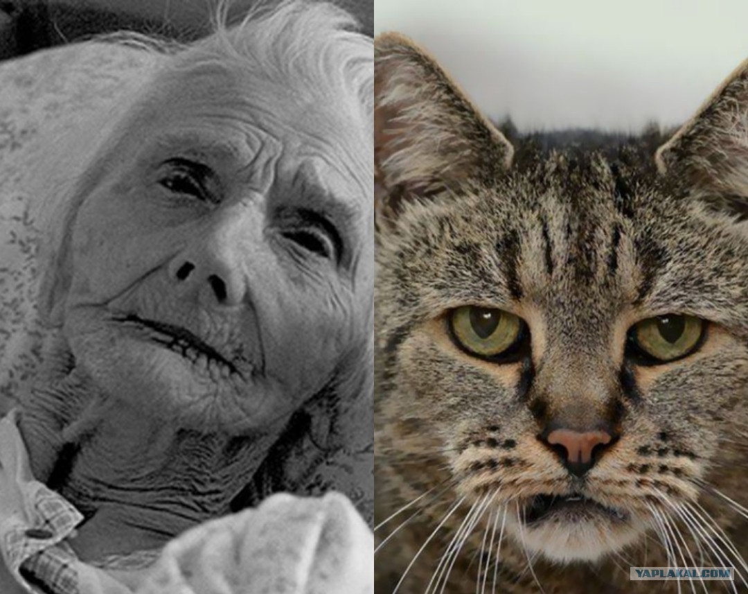 Кошачья старость — что нужно знать об уходе за стареющим животным