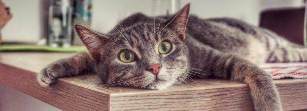 Сколько живут кошки в домашних условиях – советы, чтобы продлить жизнь питомца, животные долгожители