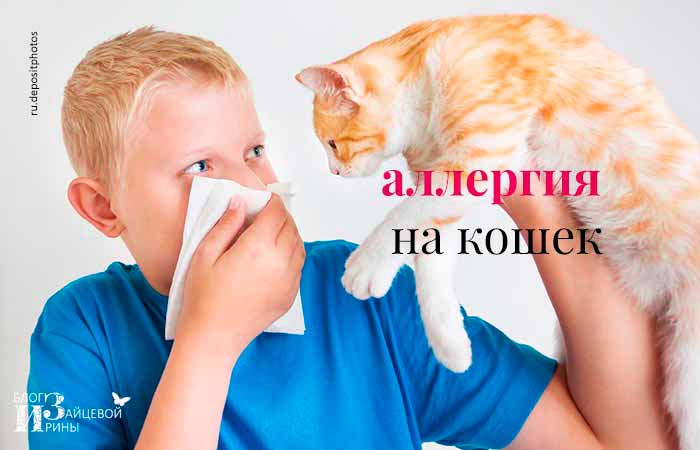Лекарство от аллергии на кошек