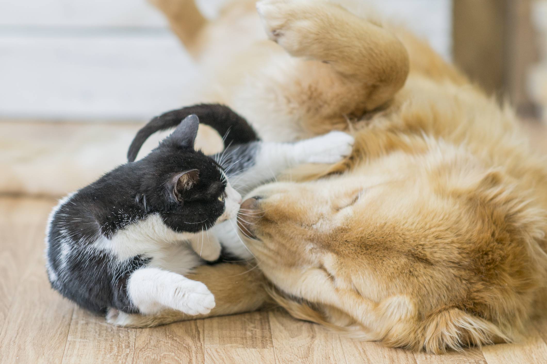 Варианты как можно приучить собаку и кошку дружбе в одной квартире