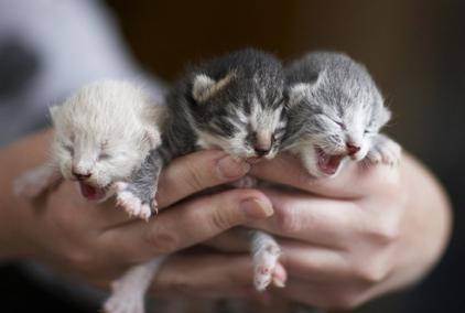 Как ухаживать за новорожденными котятами - wikihow