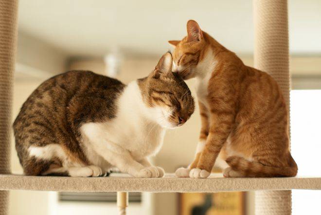 Дружба кошки и котёнка: примеры разных возрастов, примирение к чужому