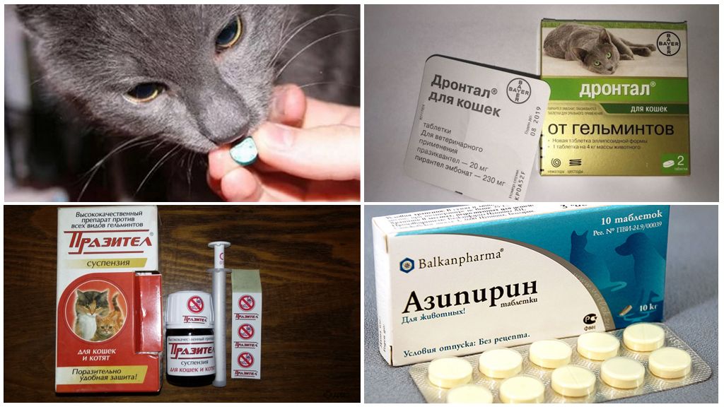 Противовирусное для кошек в таблетках — делимся опытом