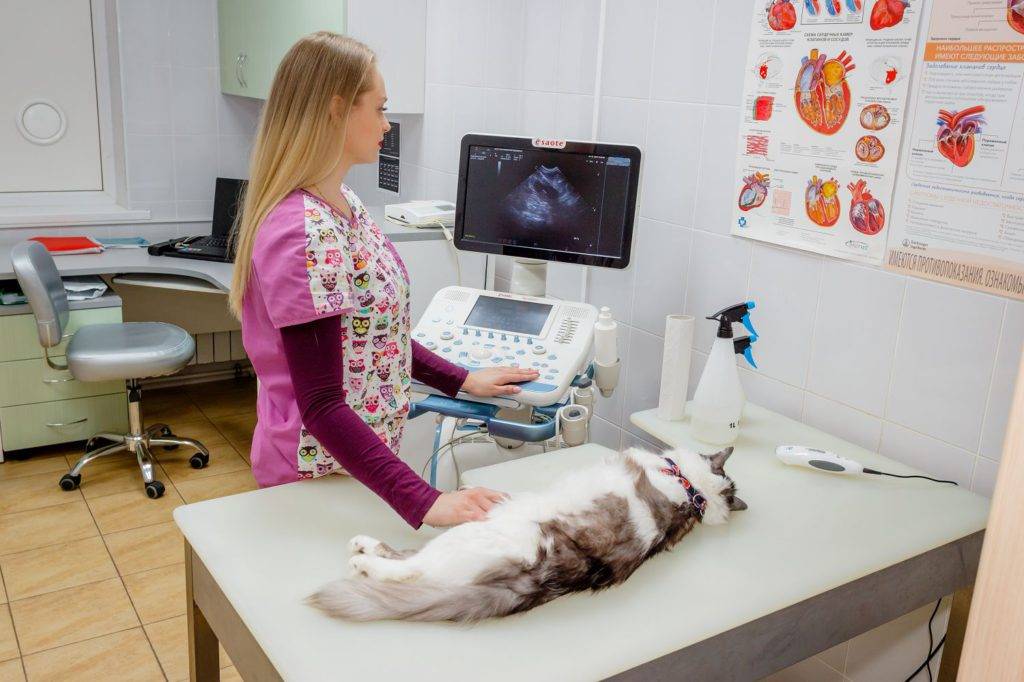 Ультразвуковое исследование (узи) кошек и собак во время беременности