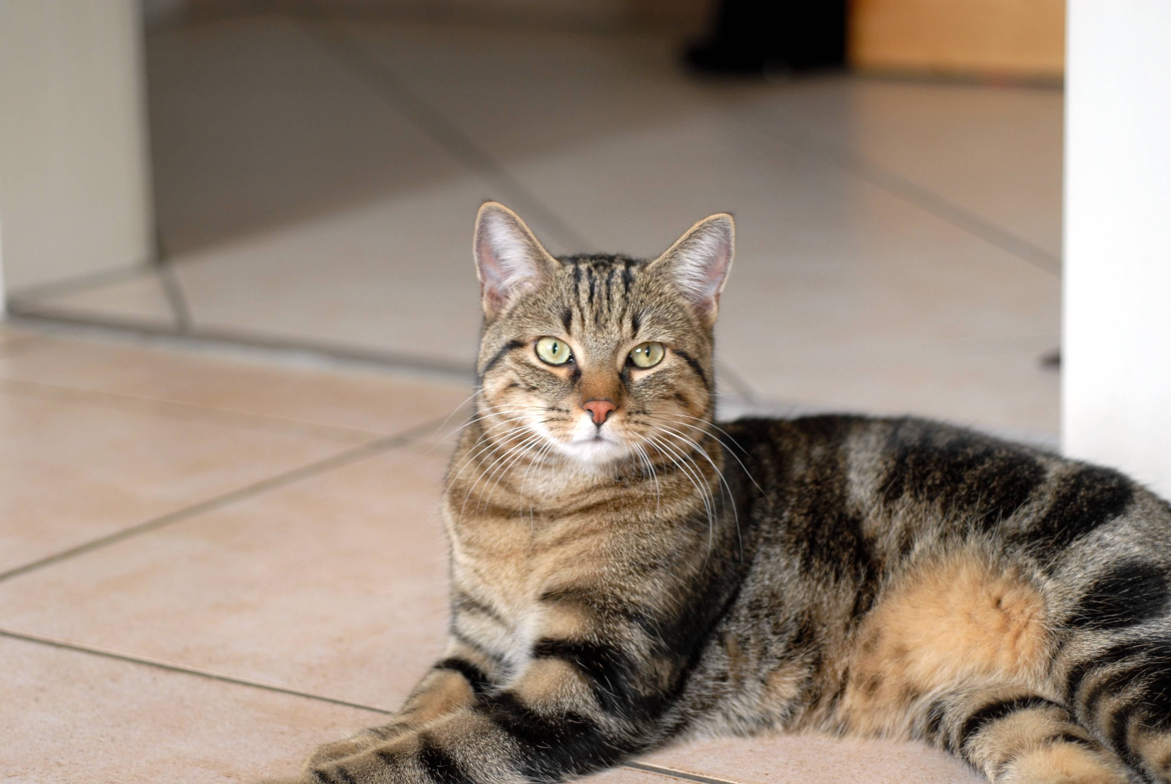 Серый кот (47 фото): породы пушистых кошек и котов, серые породистые котята с глазами желтого цвета