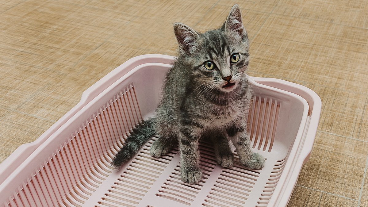 Как приучить котенка к лотку в квартире за 1 день: простые советы | звери дома