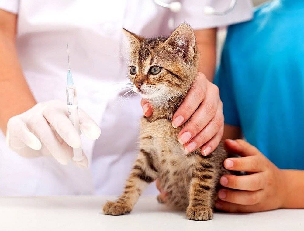 Прививка против бешенства у кошек: виды вакцин, правила вакцинации, возможные осложнения