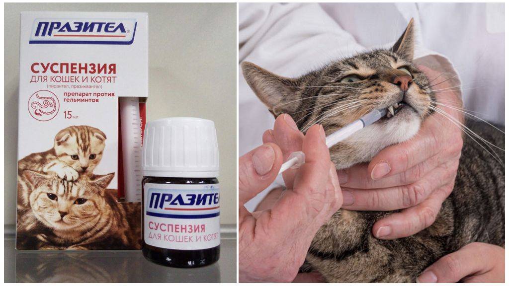 Лучшие препараты от глистов для кошек широкого спектра - kupipet.ru