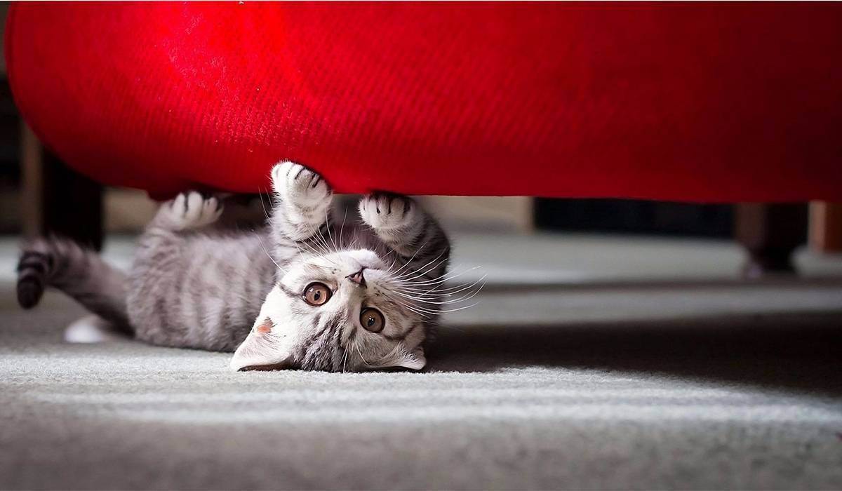 Особенности антивандальной ткани на диван для кошек, и основные ее варианты