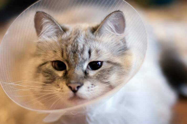 Что нужно знать владельцу кошки об анестезии?