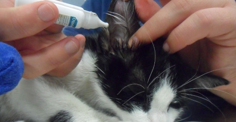 У кошки в ушах черный налет – 2 причины появления и какие симптомы являются тревожными?