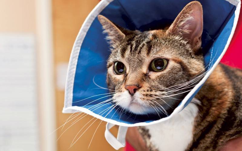 Воротник для кошки своими руками: как сделать и надеть, сколько носить после операции?