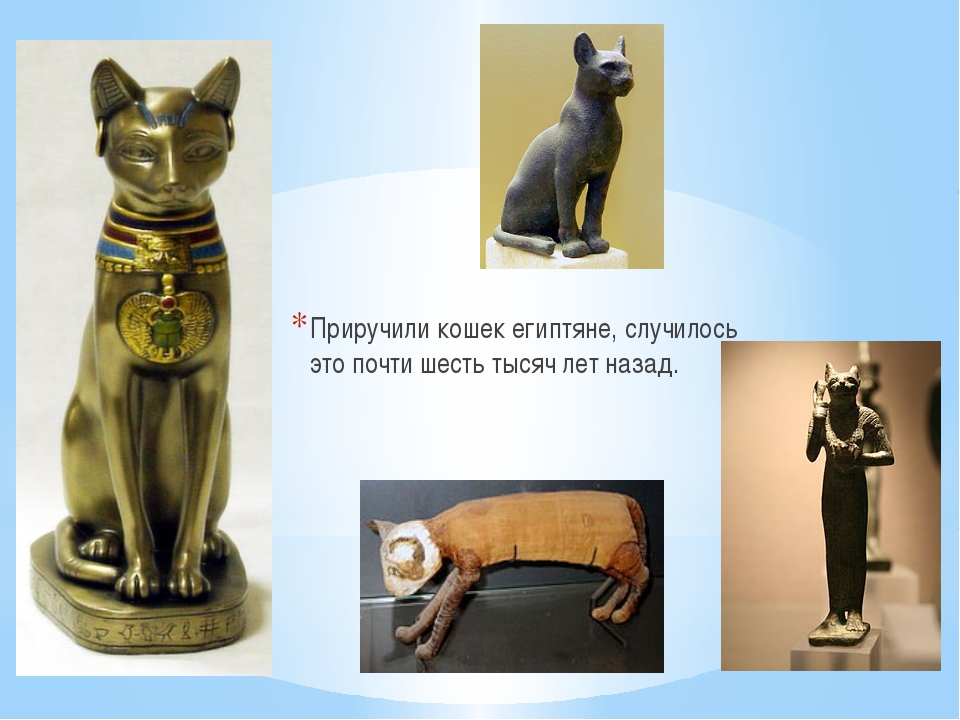Кошка была приручена в древнем. Приручили кошек египтяне. Одомашнивание кошек. Человек приручил кошку. Первые прирученные кошки.