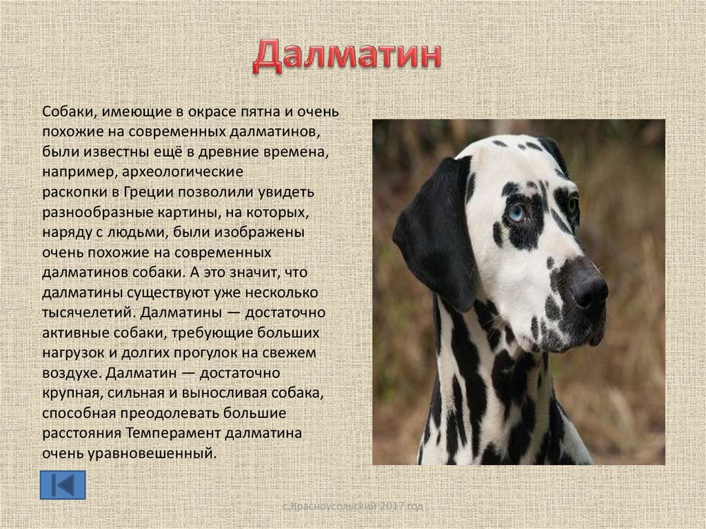 Далматин (далматинец) — описание породы собаки с фото