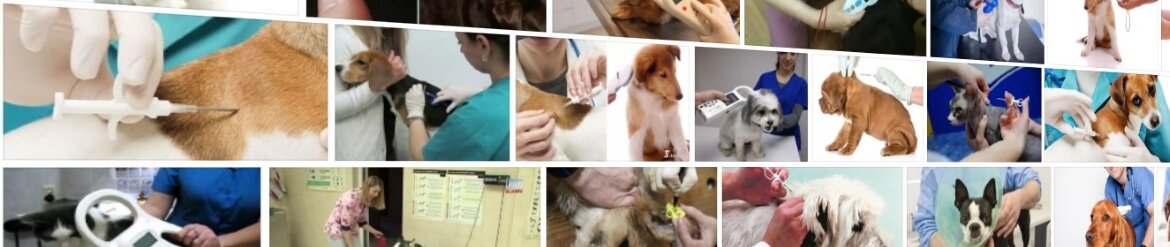 База данных чипированных собак: возможно ли найти собаку с помощью чипа