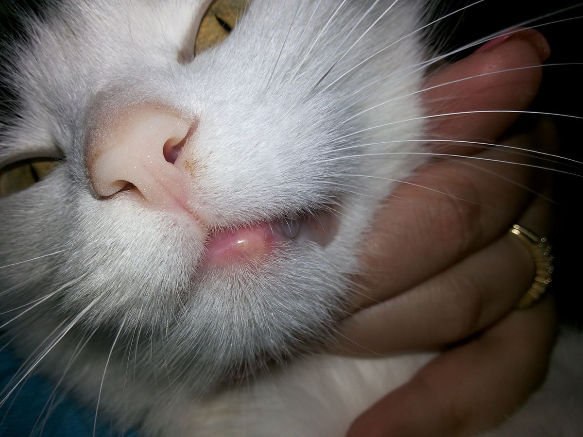 Эозинофильная гранулема у кошек: симптомы и лечение