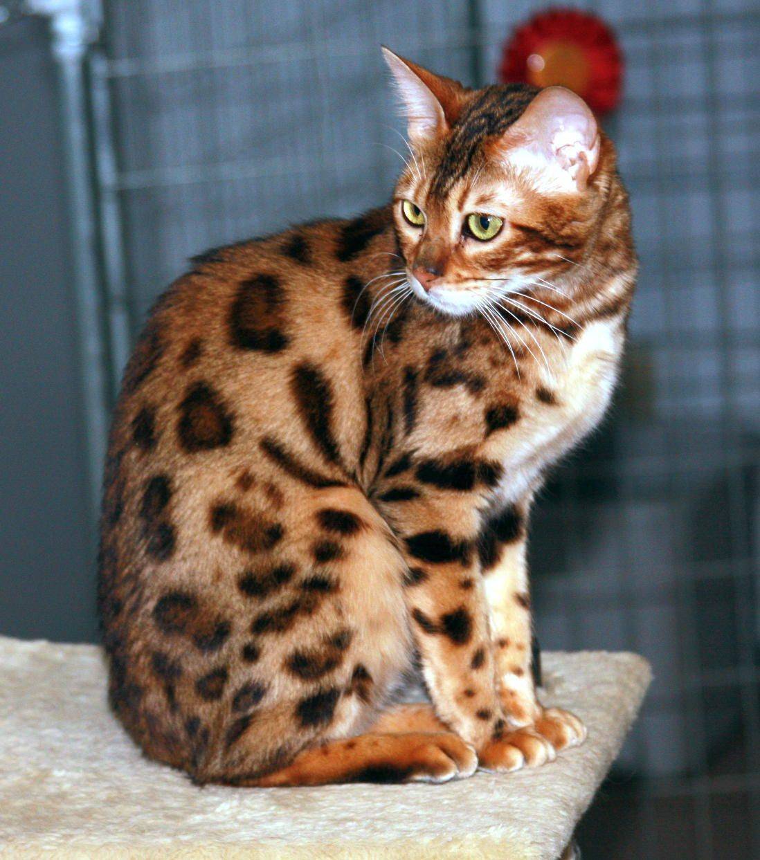 Кошки домашние сколько пород. Бенгальская кошка. Бенгальская леопардовая кошка. Кошка пятнистая Бенгальская. Браун пятно бенгал.