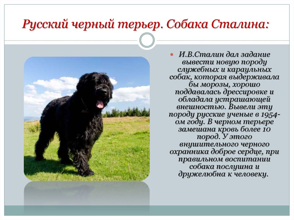 ᐉ описание породы черный русский терьер или собака сталина - ➡ motildazoo.ru