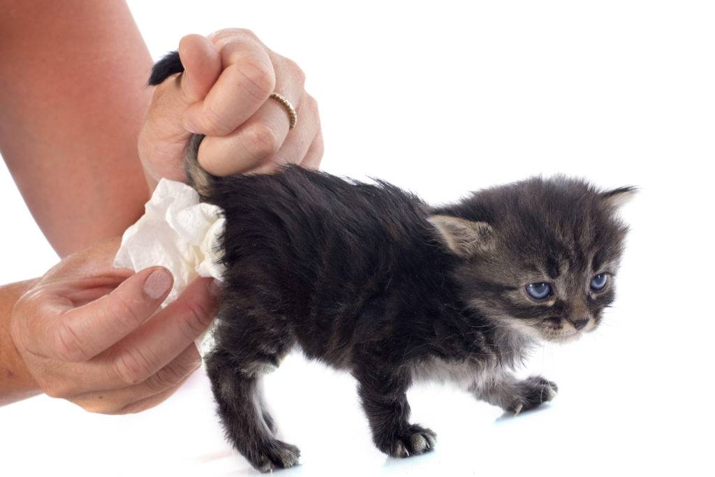 Как прекратить диарею у кошки: 10 шагов