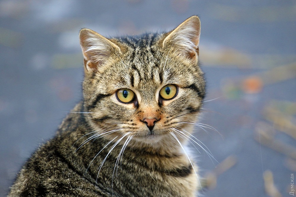 Дворовая кошка: беспородные коты, фото и описание характерных черт