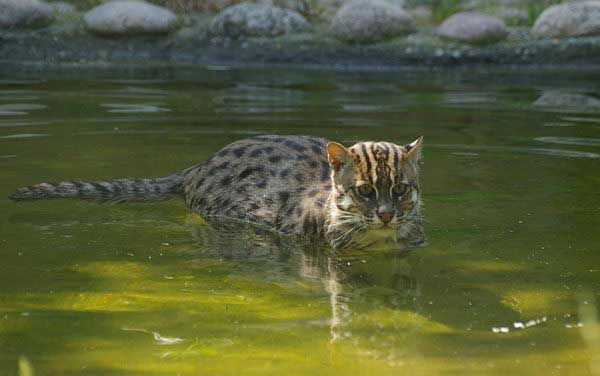 Кошка-рыболов, или виверровая кошка