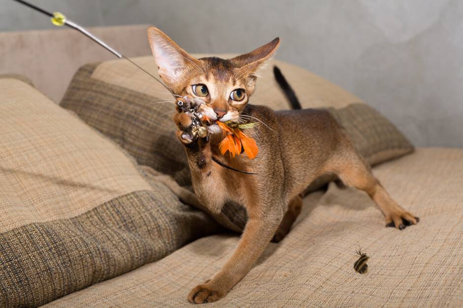 Абиссинская кошка: описание породы и уход