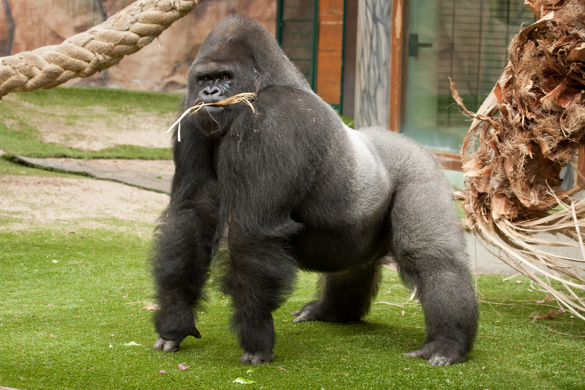 Интересные факты про горилл