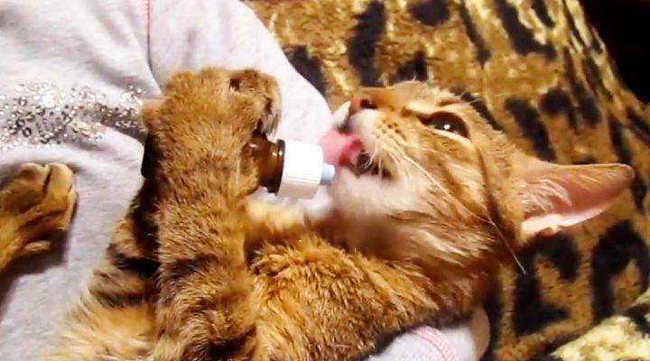 Почему коты любят валерьянку: воздействие на котов, кошек и котят