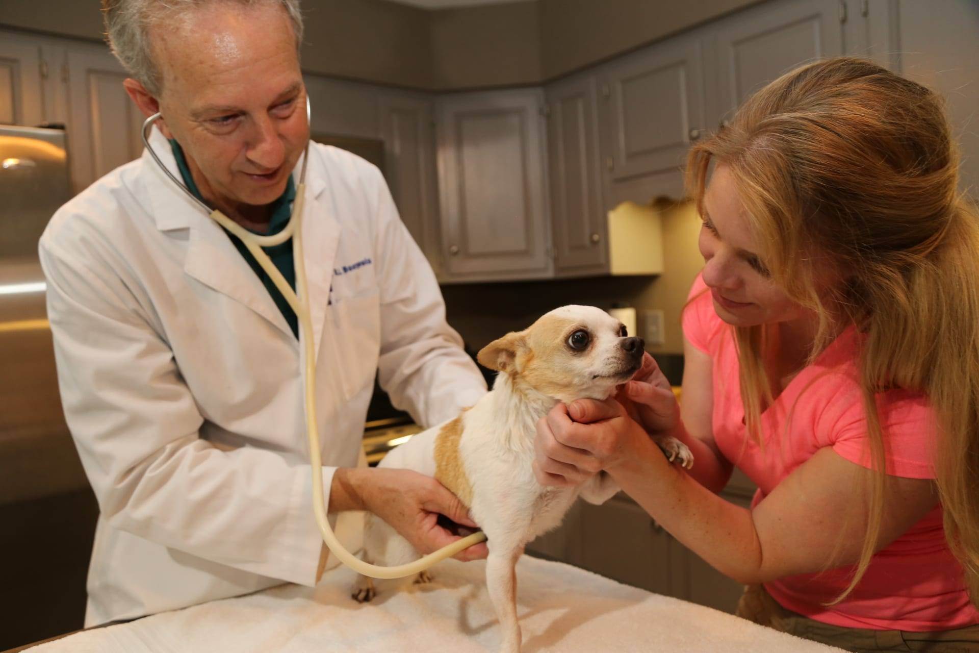 Ветеринар на дом: в каких ситуациях может потребоваться, практические рекомендации