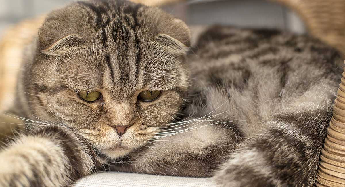 Лечение ринотрахеита у кошек