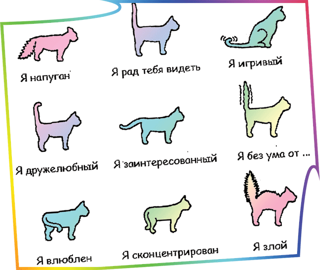Как определить породу кошки