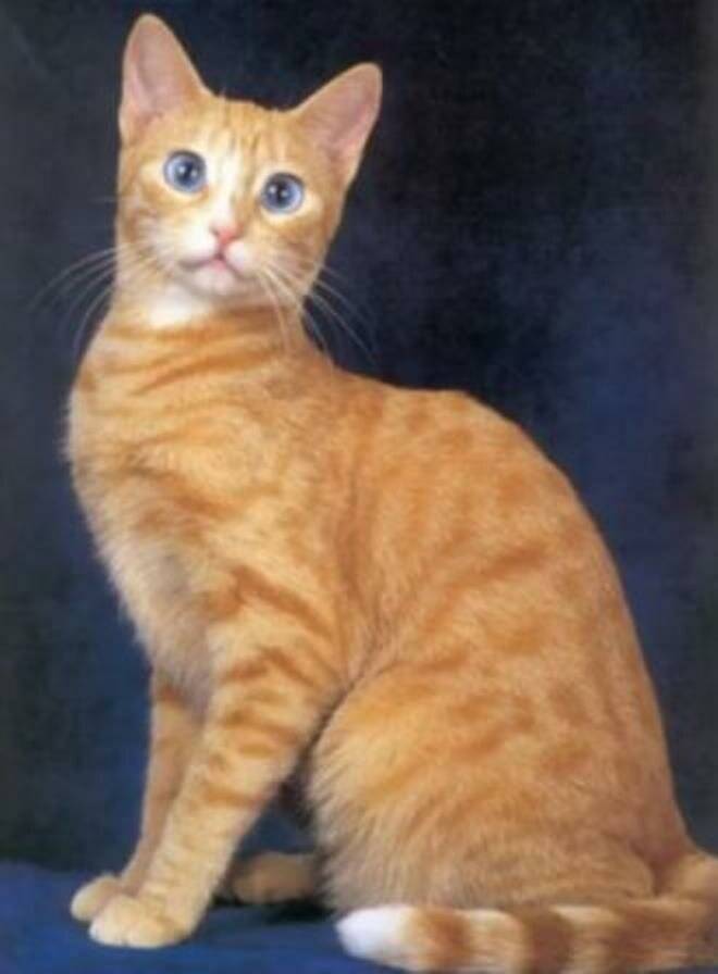 Охос азулес (ojos azules) кошка: подробное описание, фото, купить, видео, цена, содержание дома