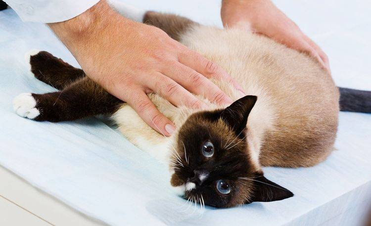 Стерилизация кошки: уход после операции от а до я