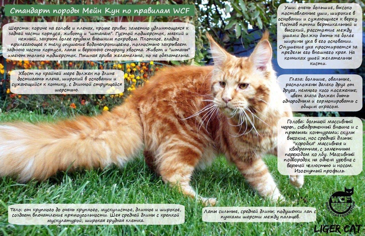 Топ-5 фактов о породе кошек: мейн-кун