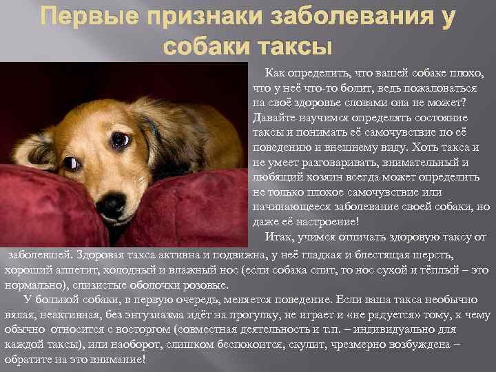 Как ухаживать за таксой в домашних условиях, особенности содержания в квартире и на улице