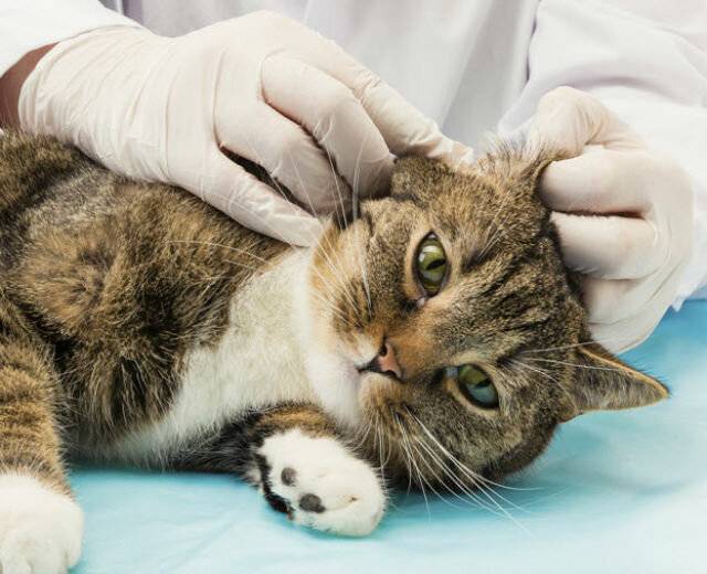 Ушные клещи у кошек: фото признаков и лечение — lapy-i-hvost