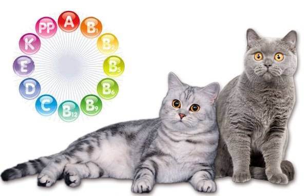 Жидкие витамины для кошек: какие лучше, состав, виды, отзывы ветеринаров