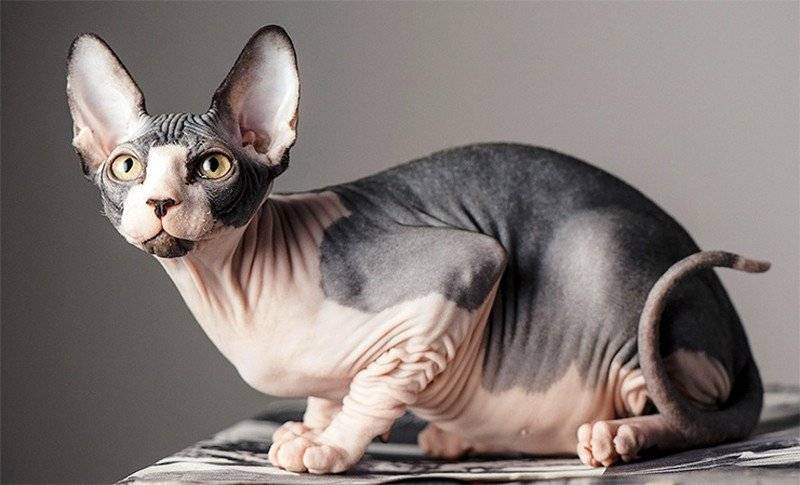 Необычные породы кошек: 10 самых удивительных, странных и интересных домашних котиков
