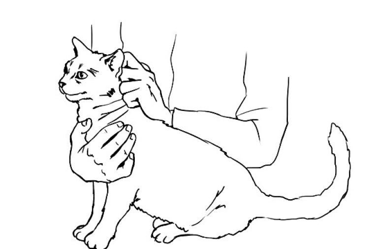 Что делать если кот подавился: симптомы, первая помощь