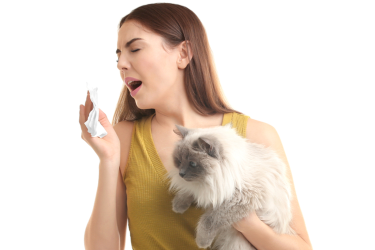 Почему кошка чихает - причины и лечение